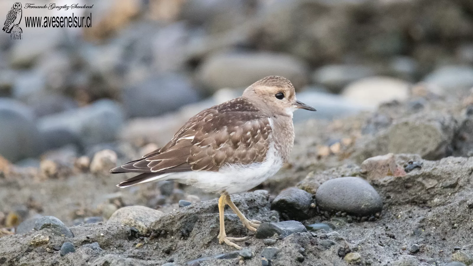 Chorlo chileno - Charadrius modestus Lichtenstein 1823