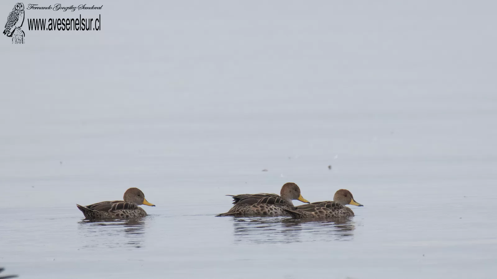 Pato jergón grande - Anas georgica Gmelin 1789