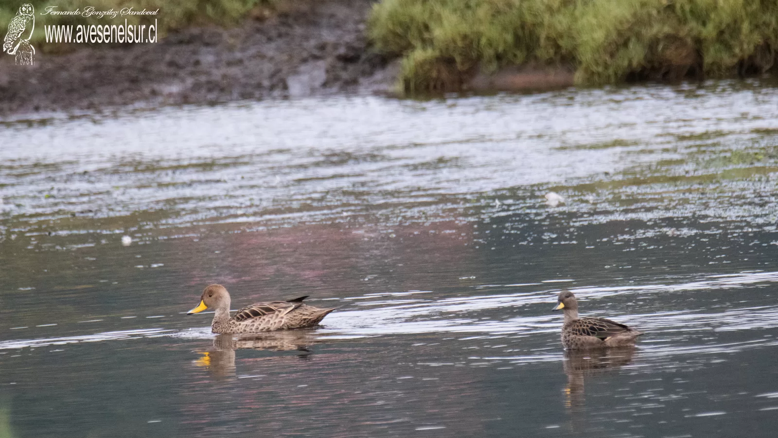 Pato jergón grande - Anas georgica Gmelin 1789