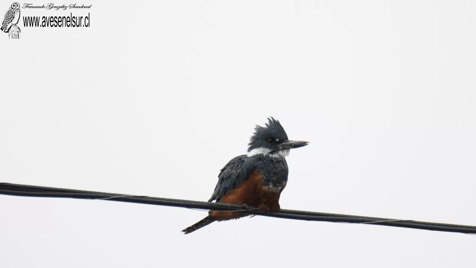 Martin pescador - Megaceryle torquata (Linnaeus) 1766