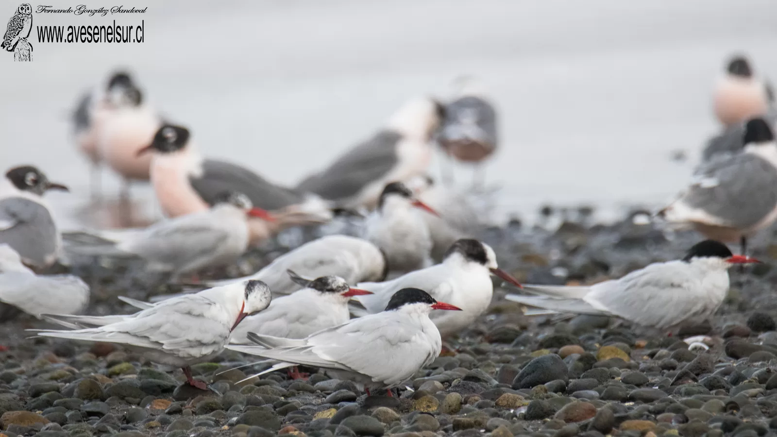 Gaviotín sudamericano - Sterna hirundinacea Lesson 1831