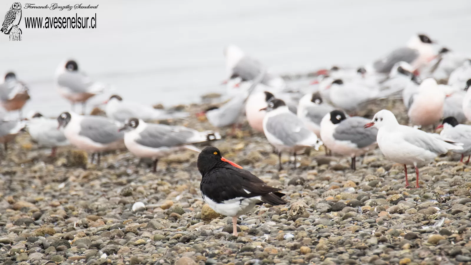 Pilpilén austral - Haematopus leucopodus Garnot 1826