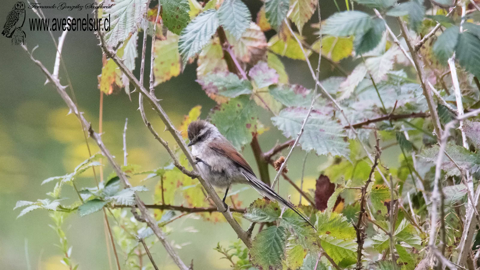 Tijeral - Leptasthenura aegithaloides (Kittlitz) 1830
