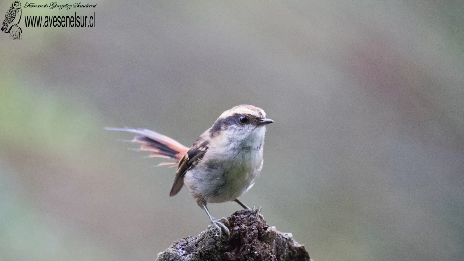 Rayadito - Aphrastura spinicauda (Gmelin) 1789