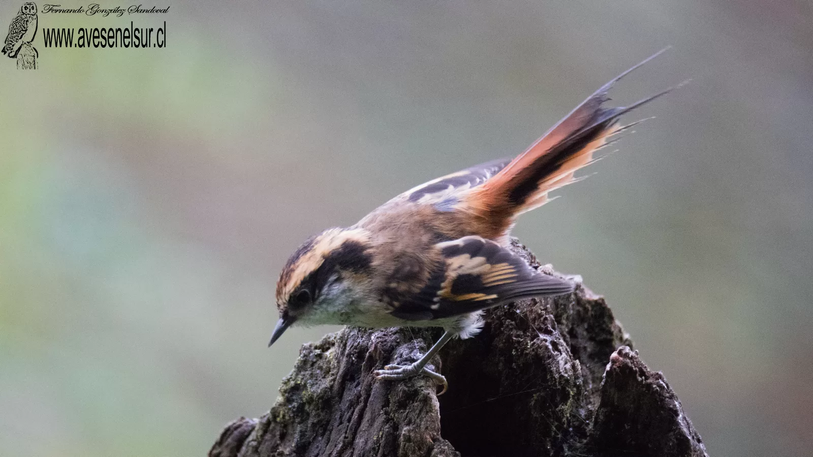 Rayadito - Aphrastura spinicauda (Gmelin) 1789