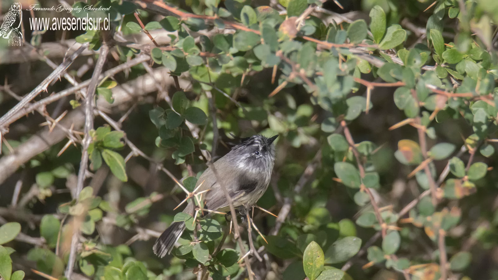 Cachudito - Anairetes parulus (Kittlitz) 1830