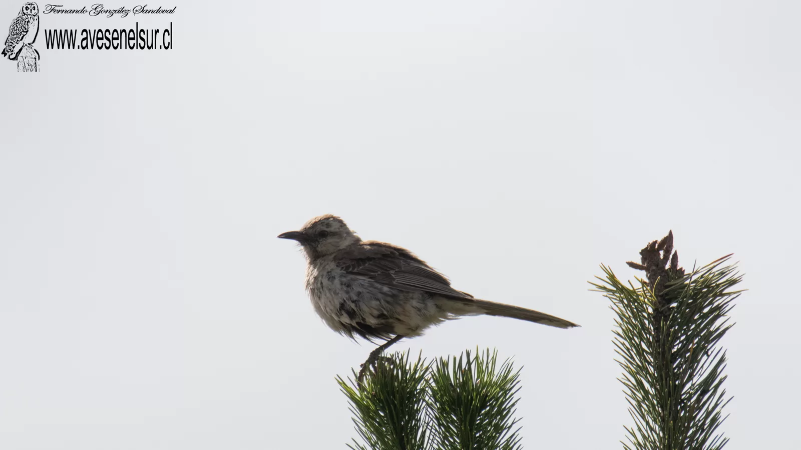 Tenca - Mimus thenca (Molina) 1782