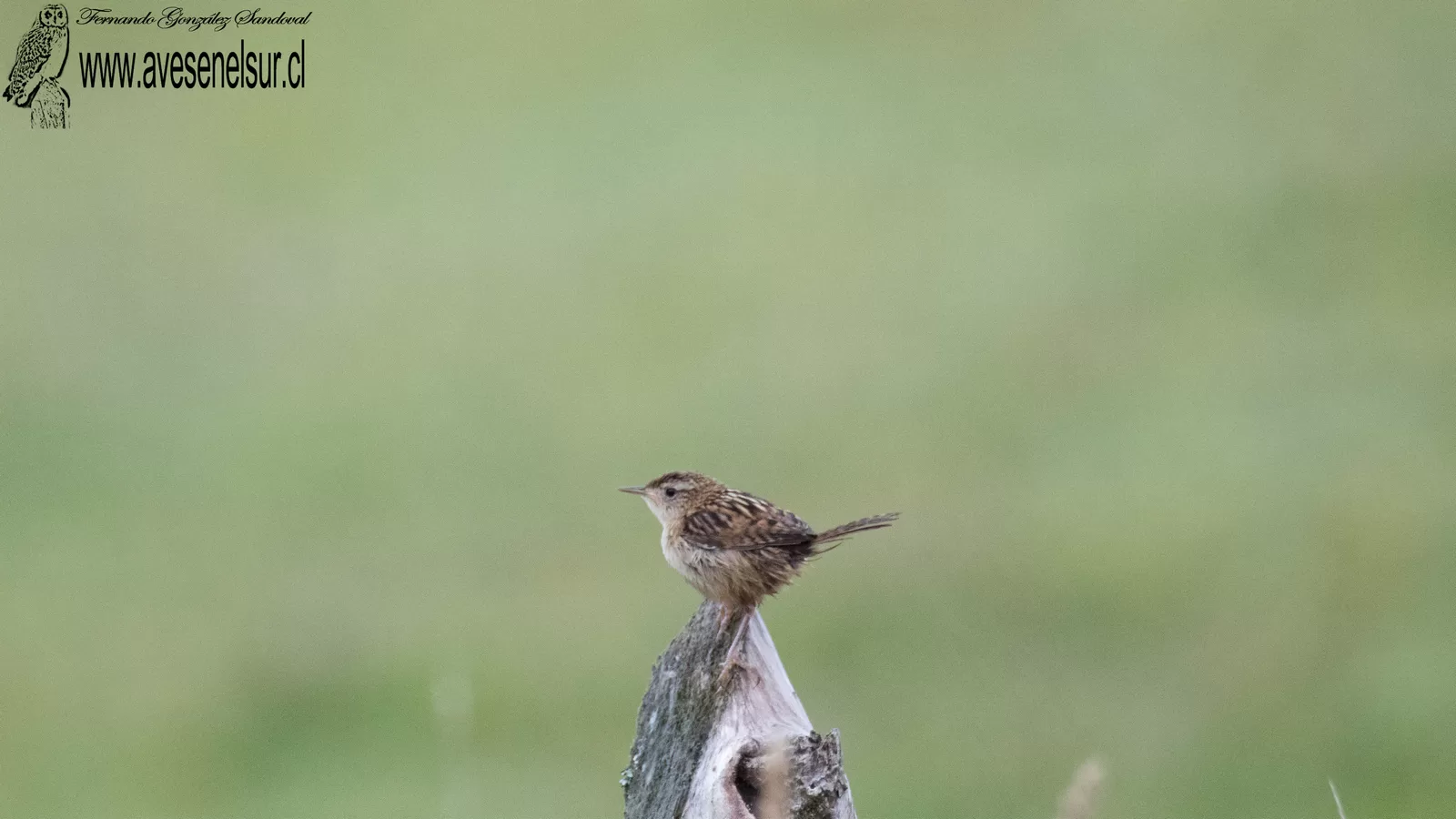 Chercán de las vegas - Cistothorus platensis (Lesson) 1834