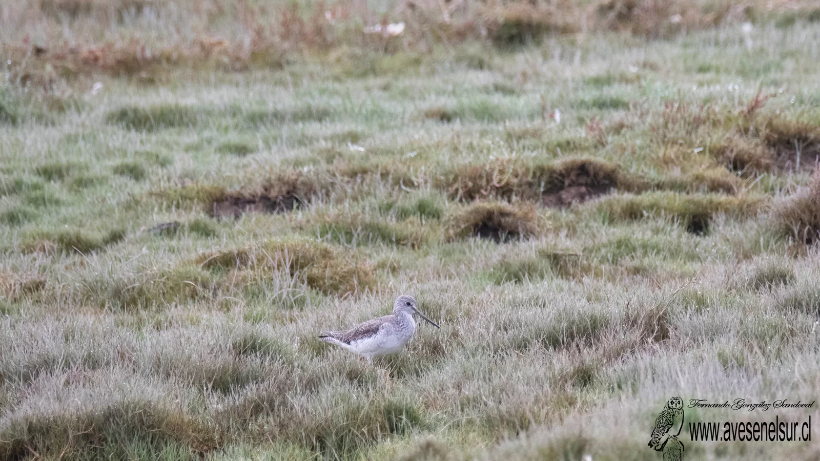 Pitotoy grande - Tringa melanoleuca (Gmelin) 1789
