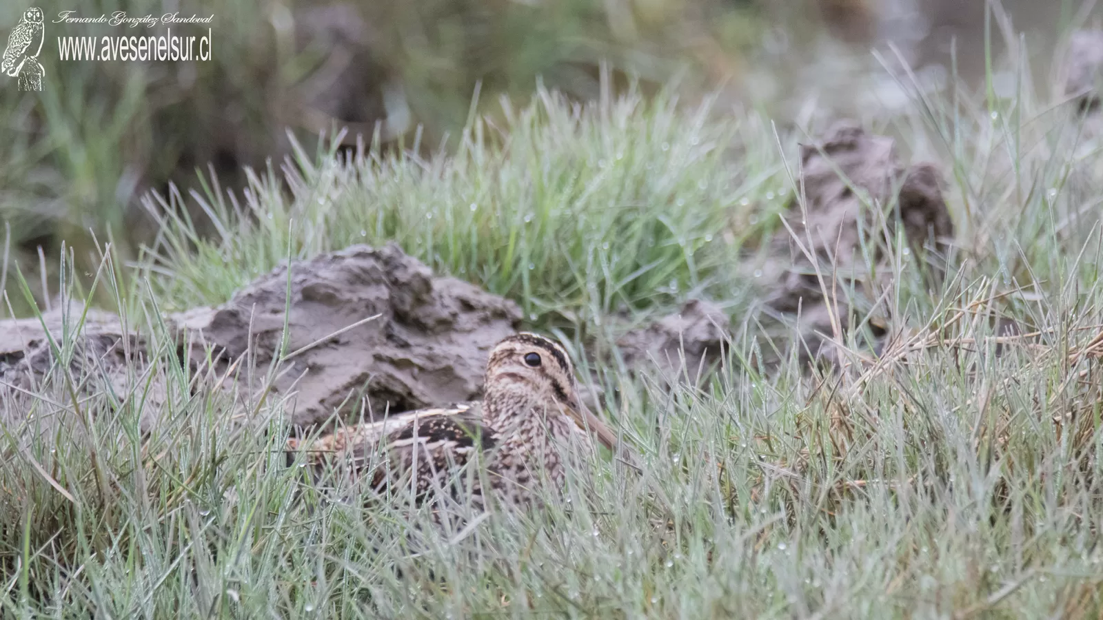 Becacina - Gallinago magellanica (King) 1828