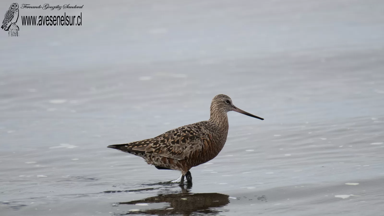 Zarapito de pico recto - Limosa haemastica (Linnaeus) 1758