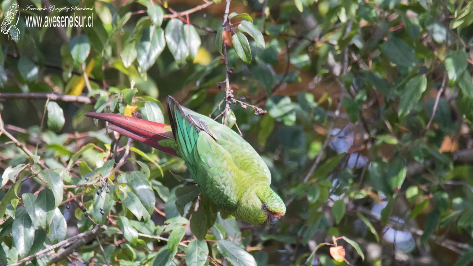Cachaña - Enicognathus ferrugineus (Muller,PLS) 1776