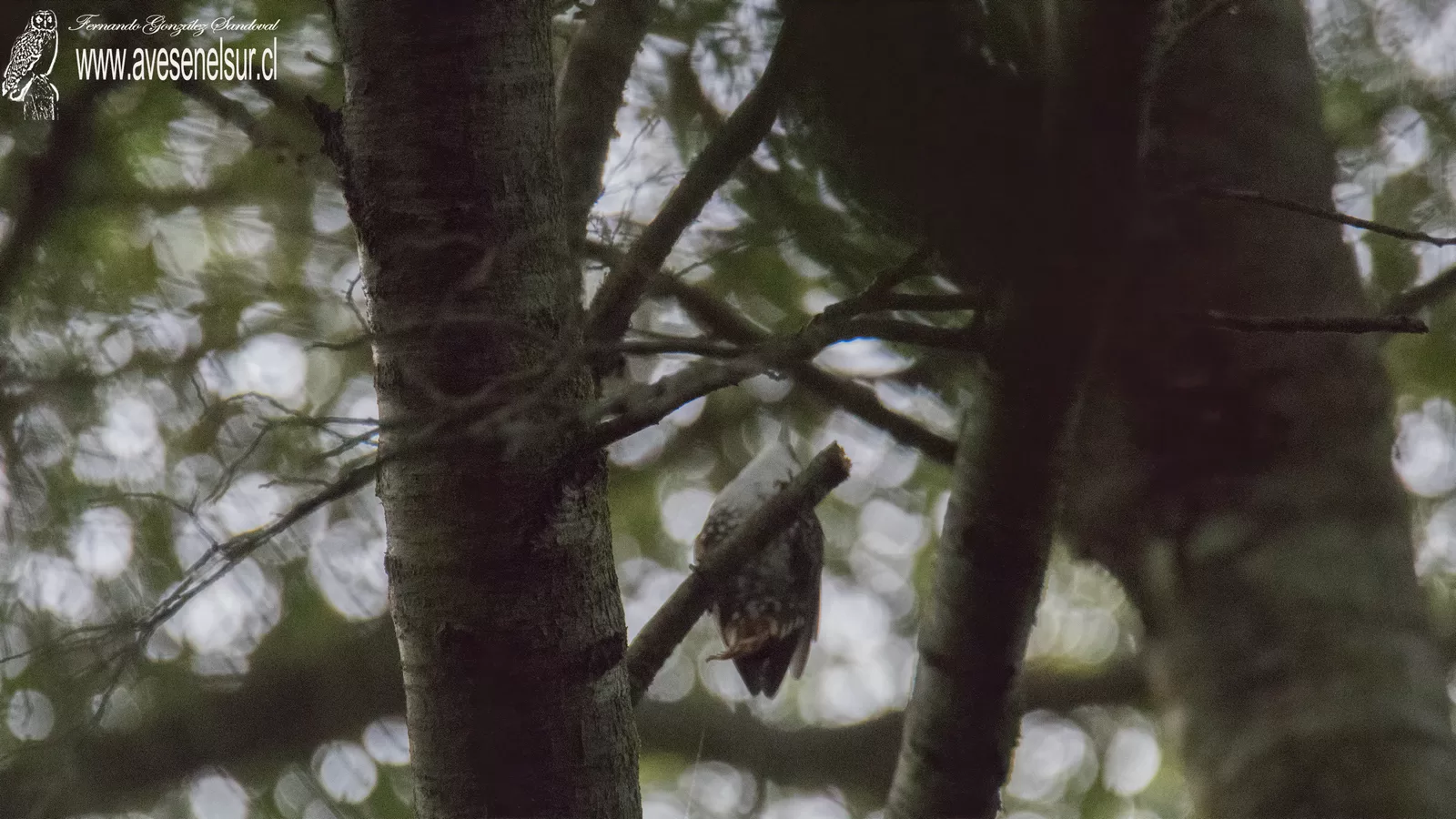 Comesebo grande - Pygarrhichas albogularis (King) 1831