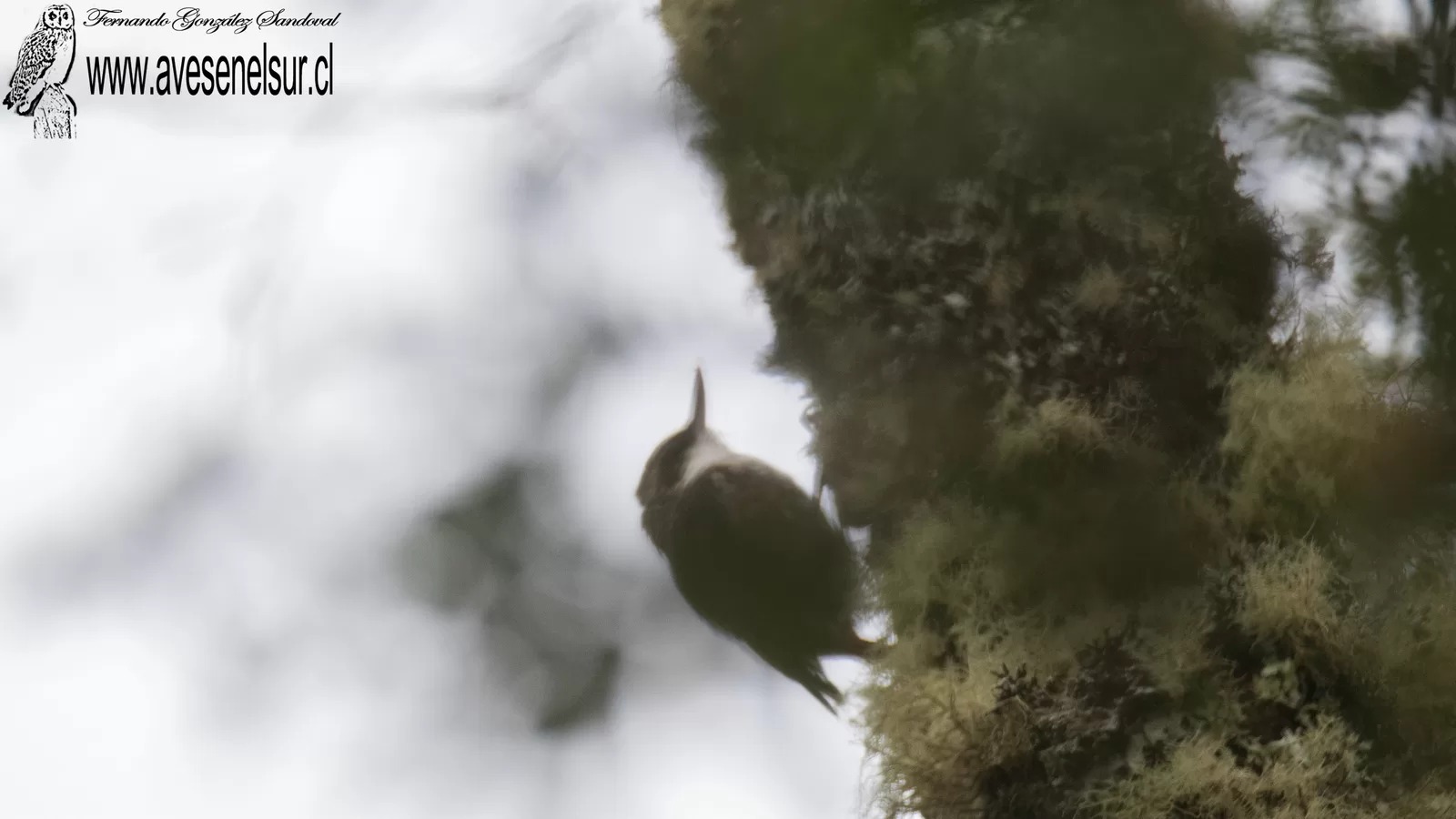 Comesebo grande - Pygarrhichas albogularis (King) 1831