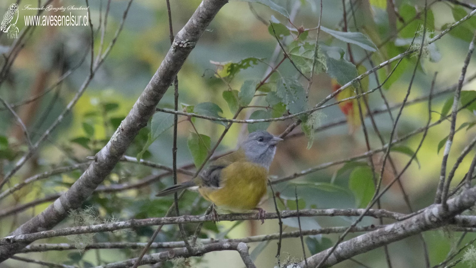 Cometocino patagónico - Phrygilus patagonicus Lowe 1923