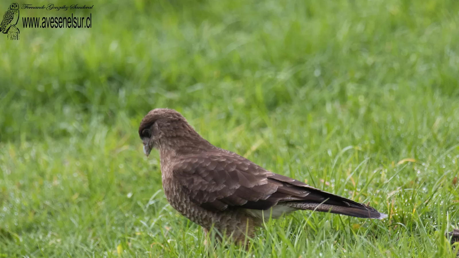 Tiuque - Daptrius chimango (Vieillot) 1816