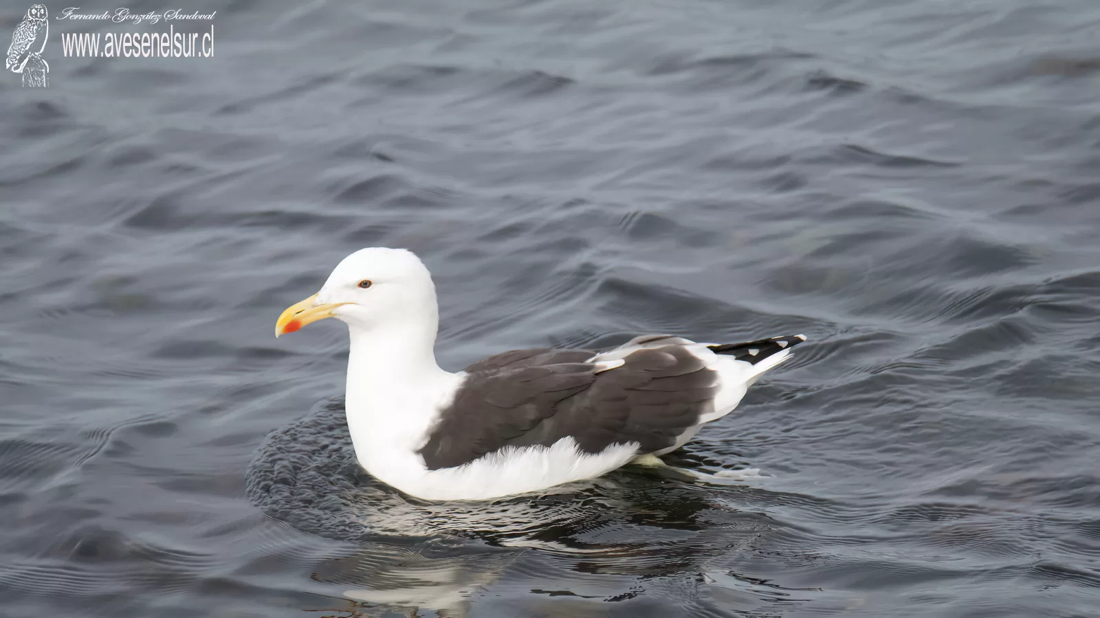 Gaviota dominicana - Larus dominicanus Lichtenstein 1823