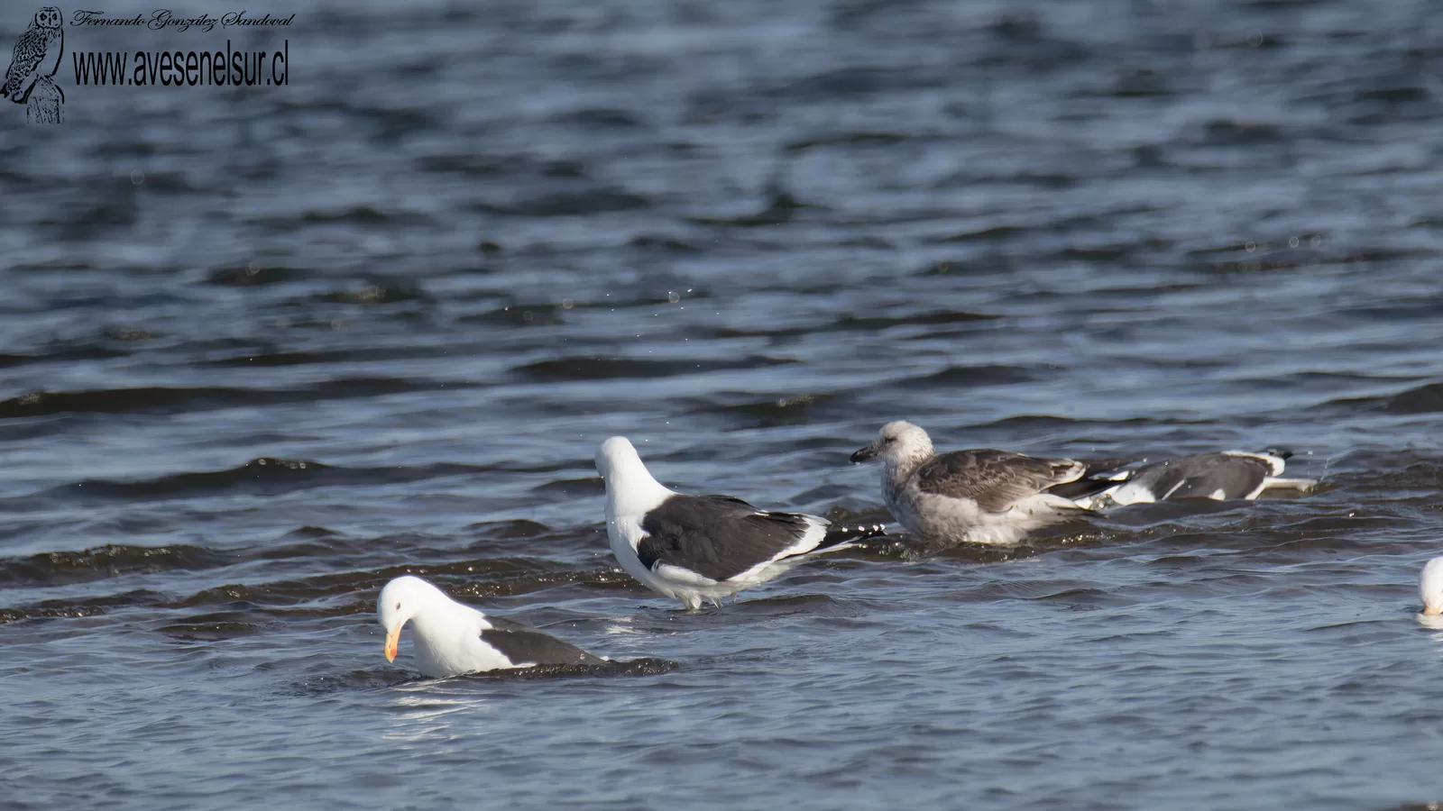 Gaviota dominicana - Larus dominicanus Lichtenstein 1823