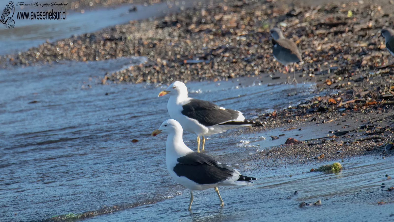 Gaviota dominicana - Larus dominicanus Lichtenstein 1823