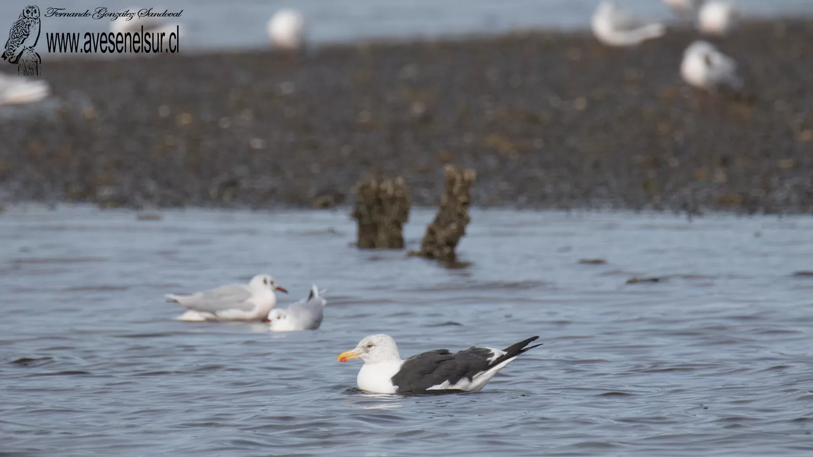Gaviota dominicana - Larus dominicanus Lichtenstein 1823