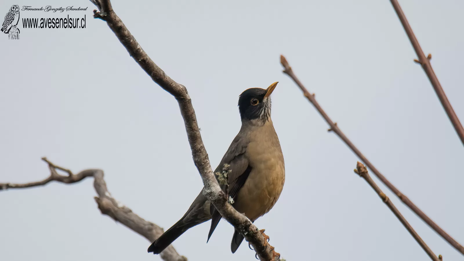 Zorzal - Turdus falcklandii Quoy & Gaimard 1824