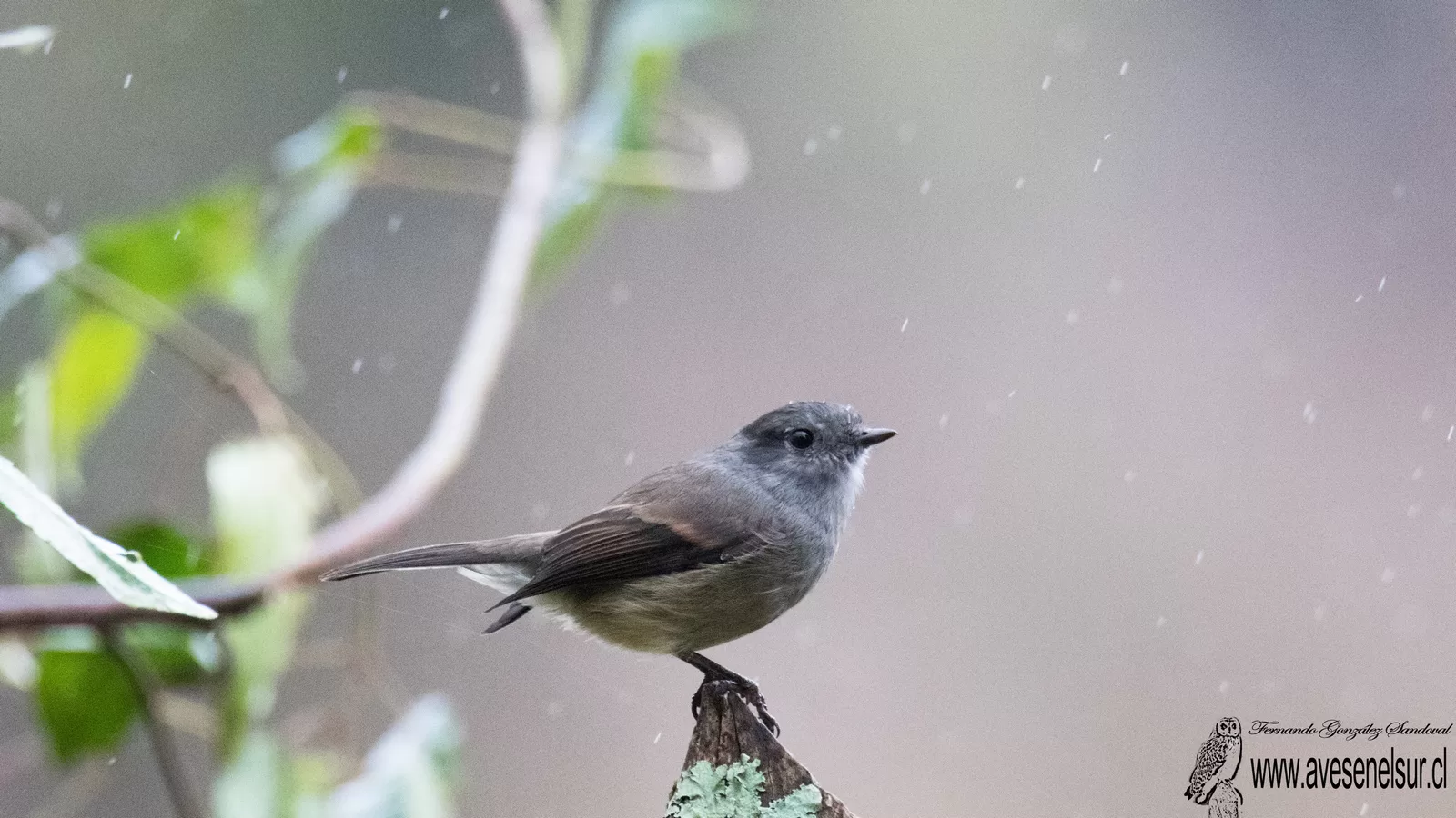 Viudita - Colorhamphus parvirostris (Darwin) 1839