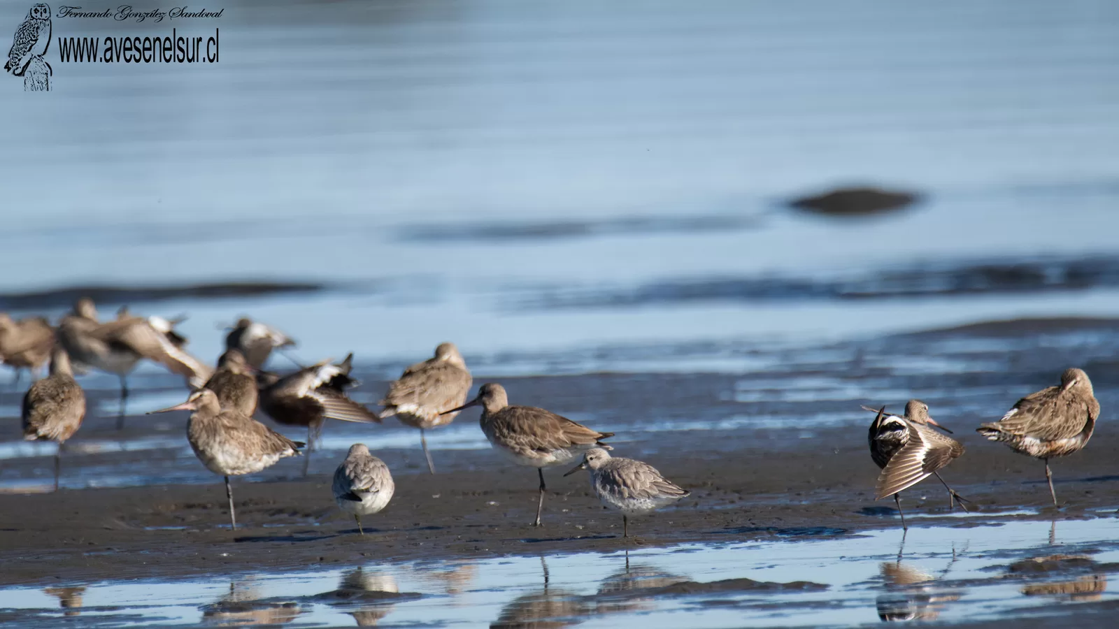 Playero ártico - Calidris canutus (Linnaeus) 1758