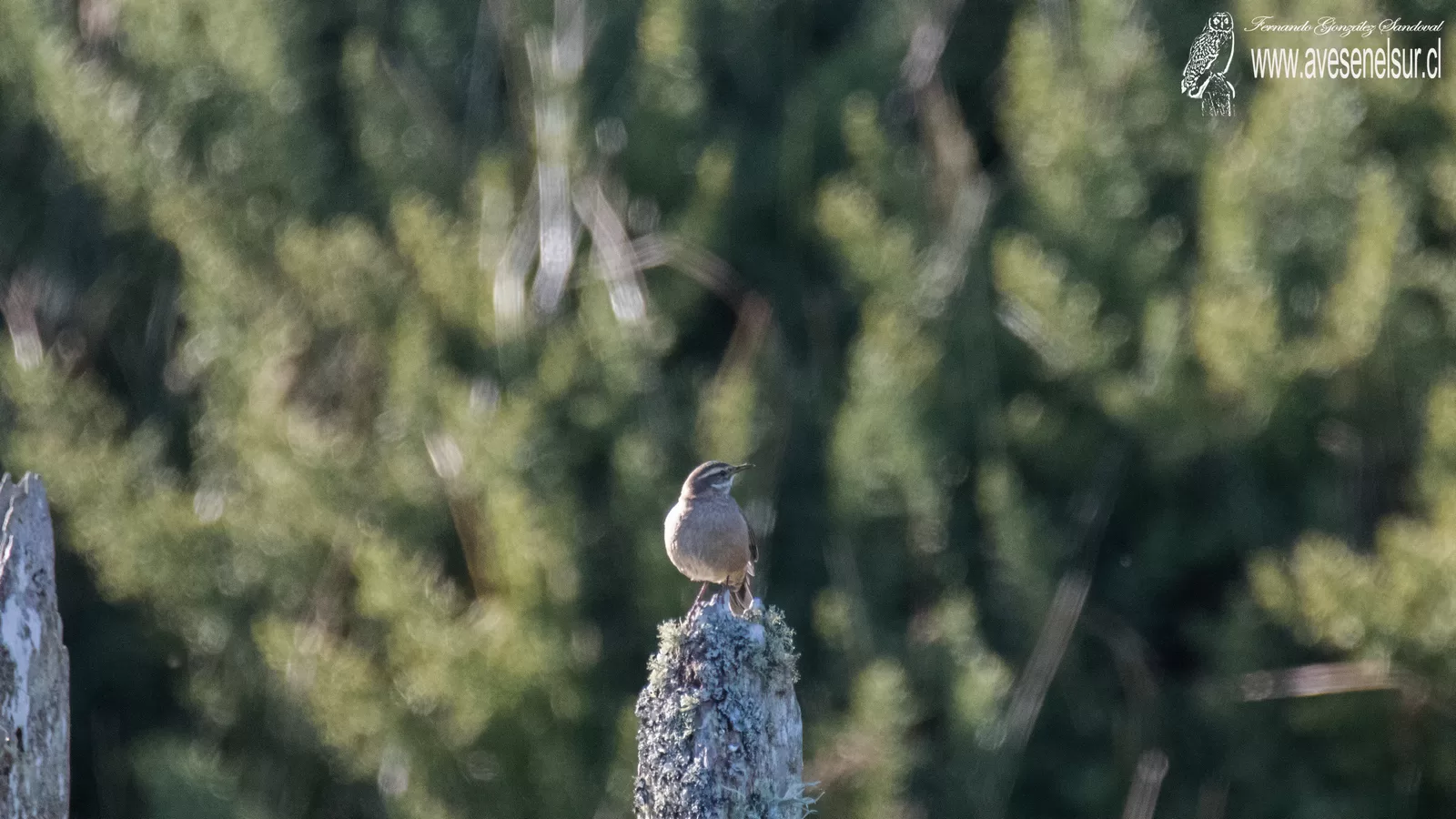 Churrete acanelado - Cinclodes fuscus (Vieillot) 1818