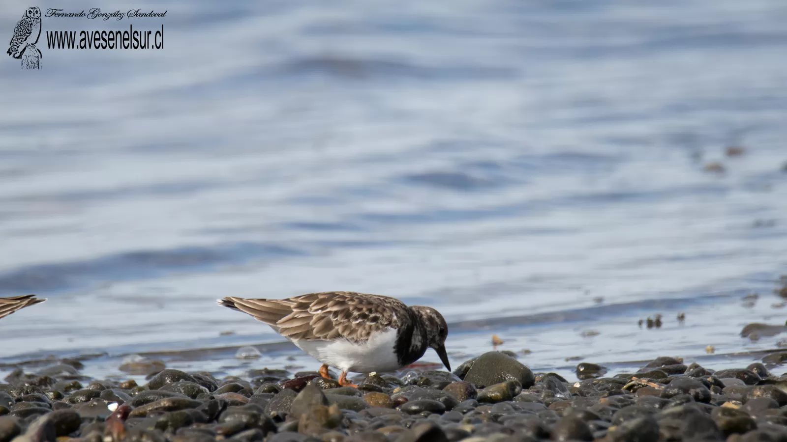 Playero vuelvepiedras - Arenaria interpres (Linnaeus) 1758