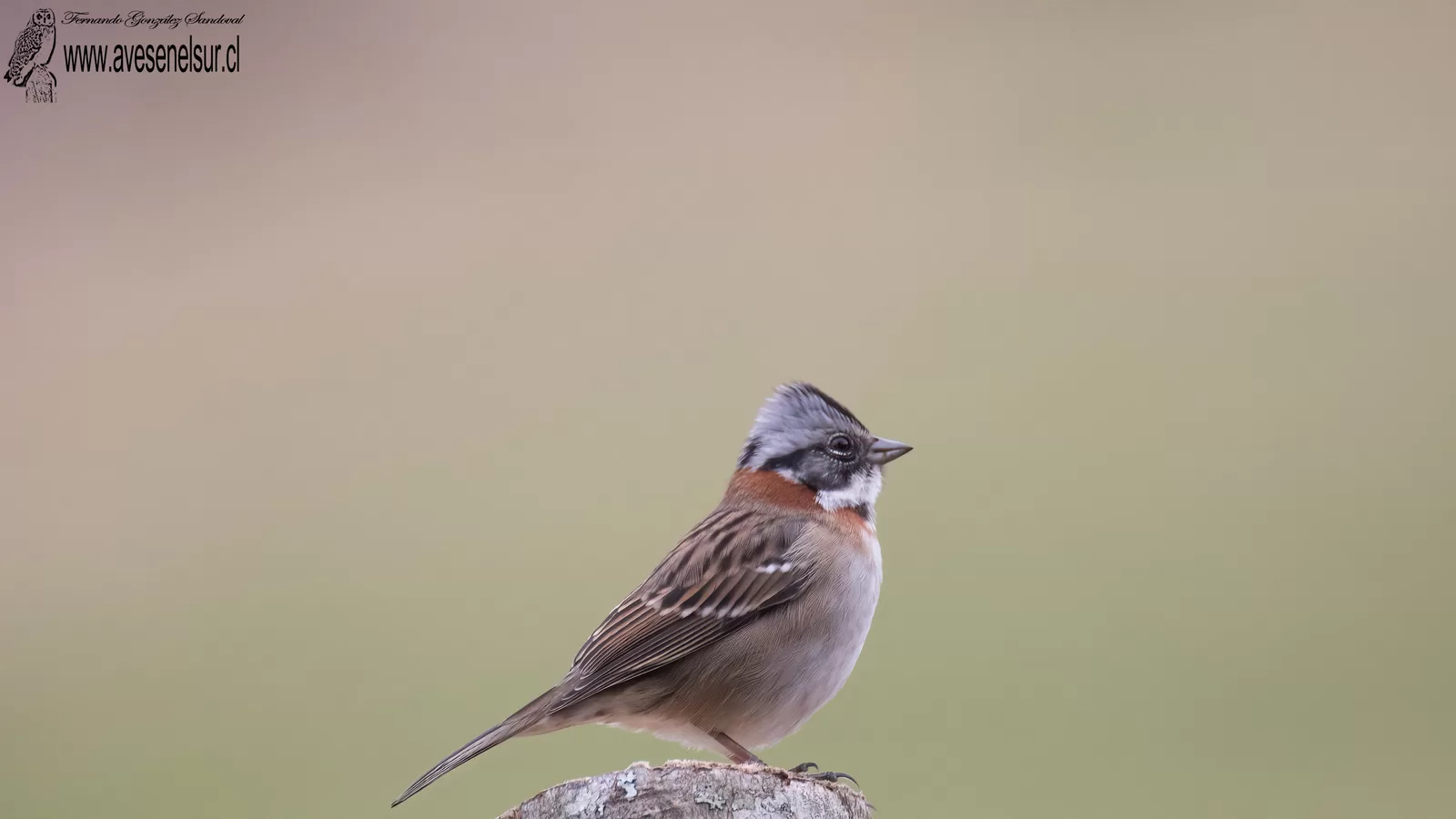 Chincol - Zonotrichia capensis (Muller,PLS) 1776