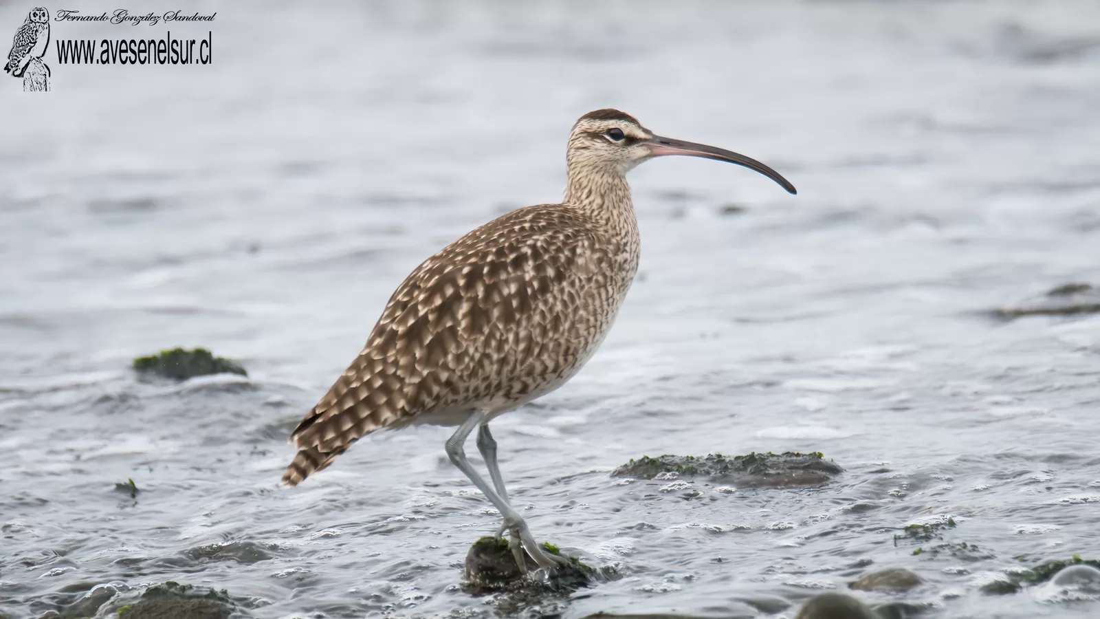 Zarapito - Numenius phaeopus (Linnaeus) 1758