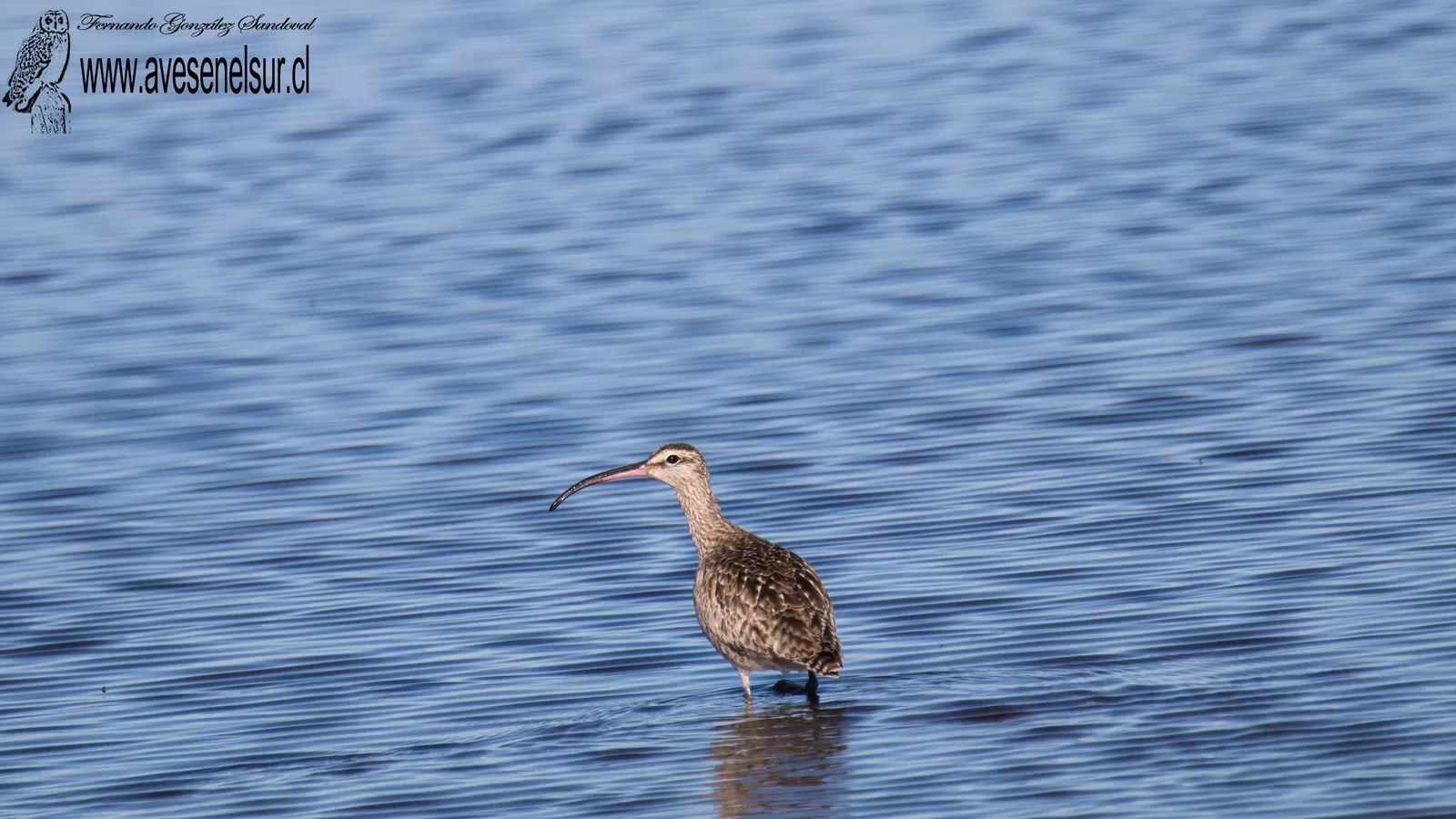 Zarapito - Numenius phaeopus (Linnaeus) 1758