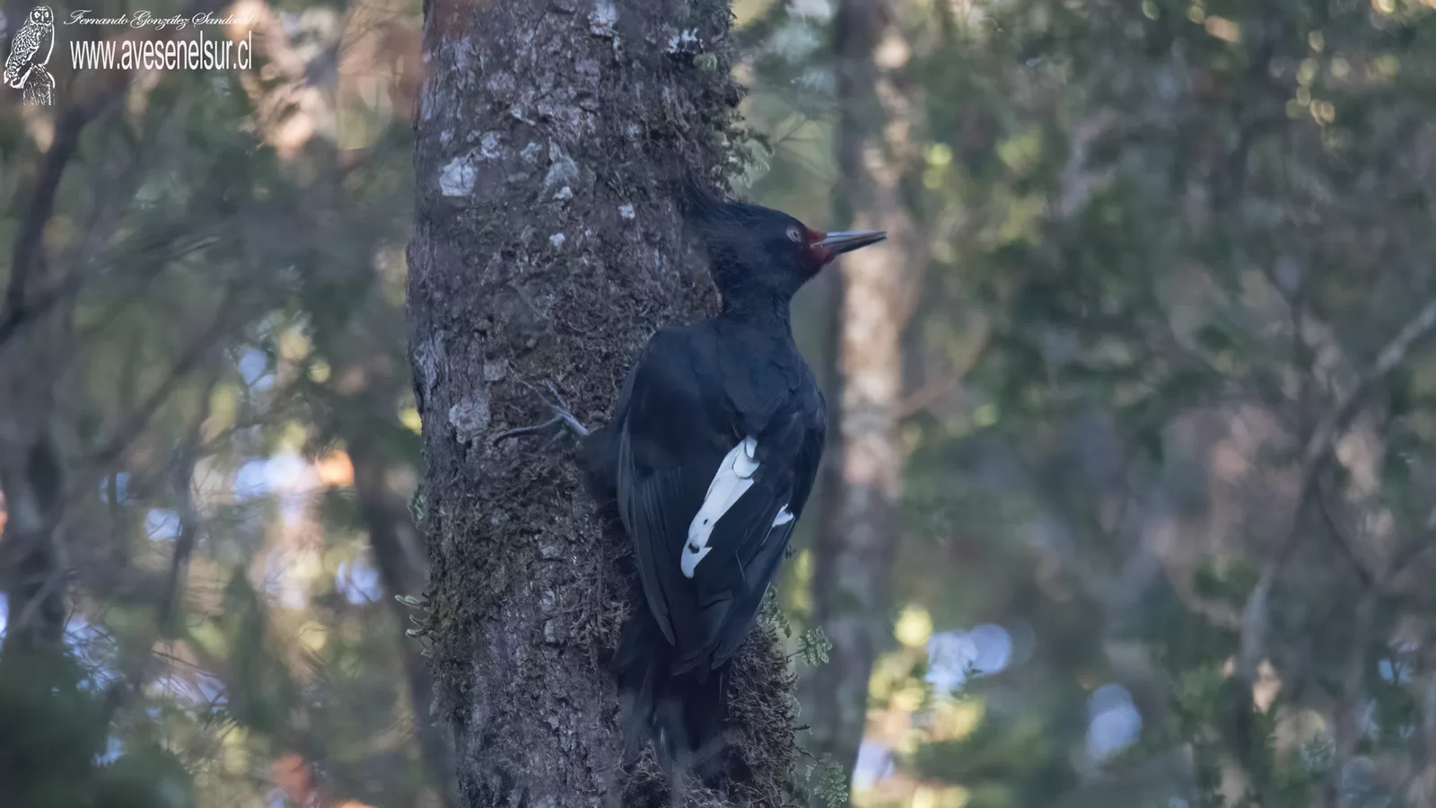 Carpintero negro - Campephilus magellanicus (King) 1827
