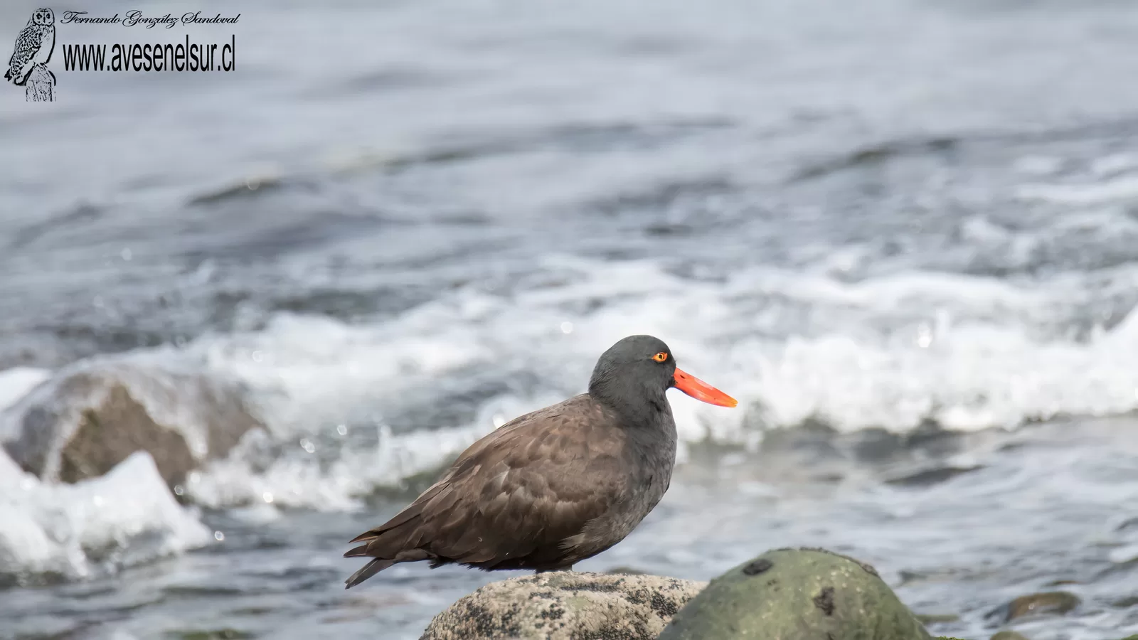 Pilpilén negro -Haematopus ater Vieillot 1825