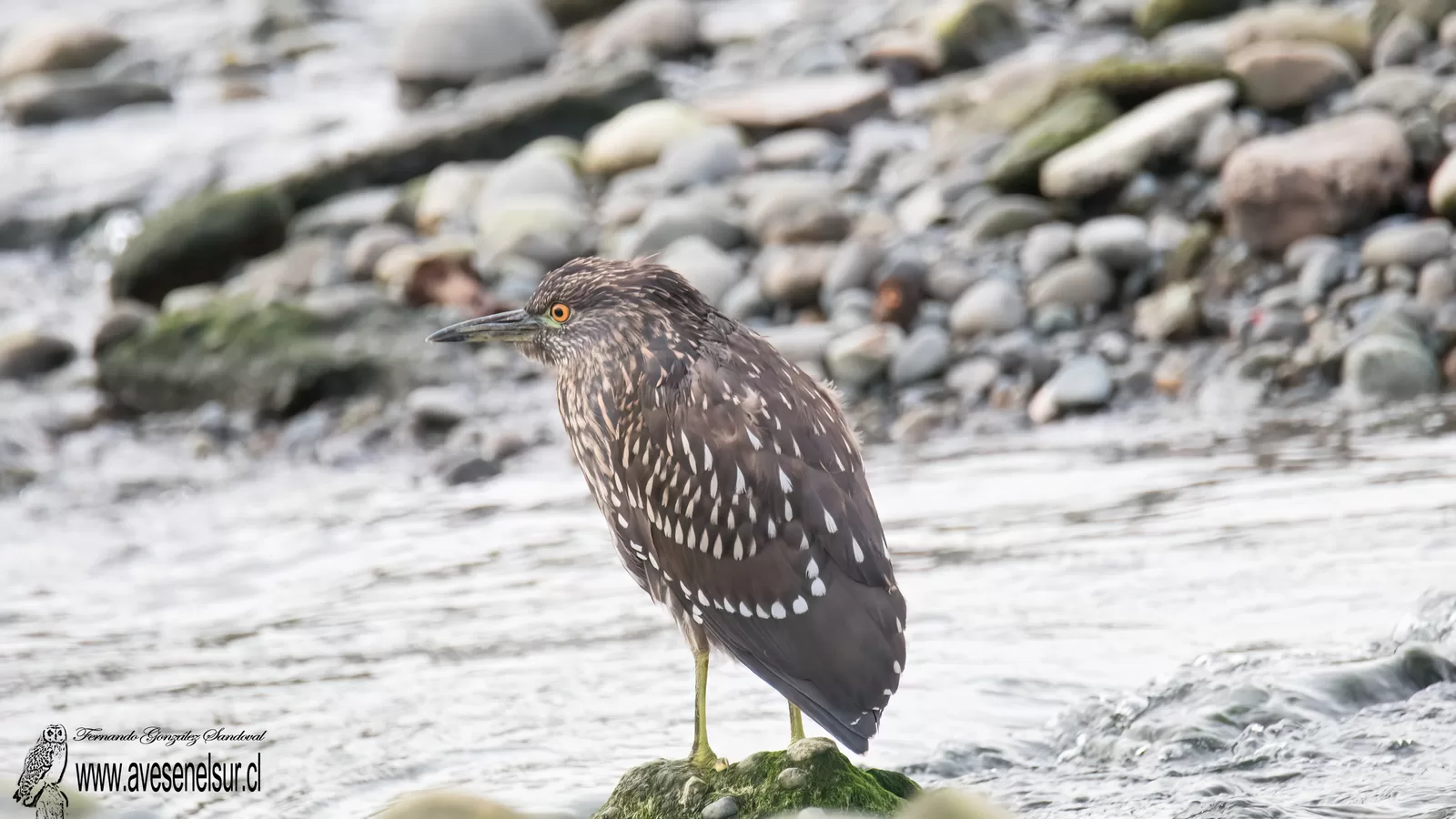 Huairavo - Nycticorax nycticorax (Linnaeus) 1758