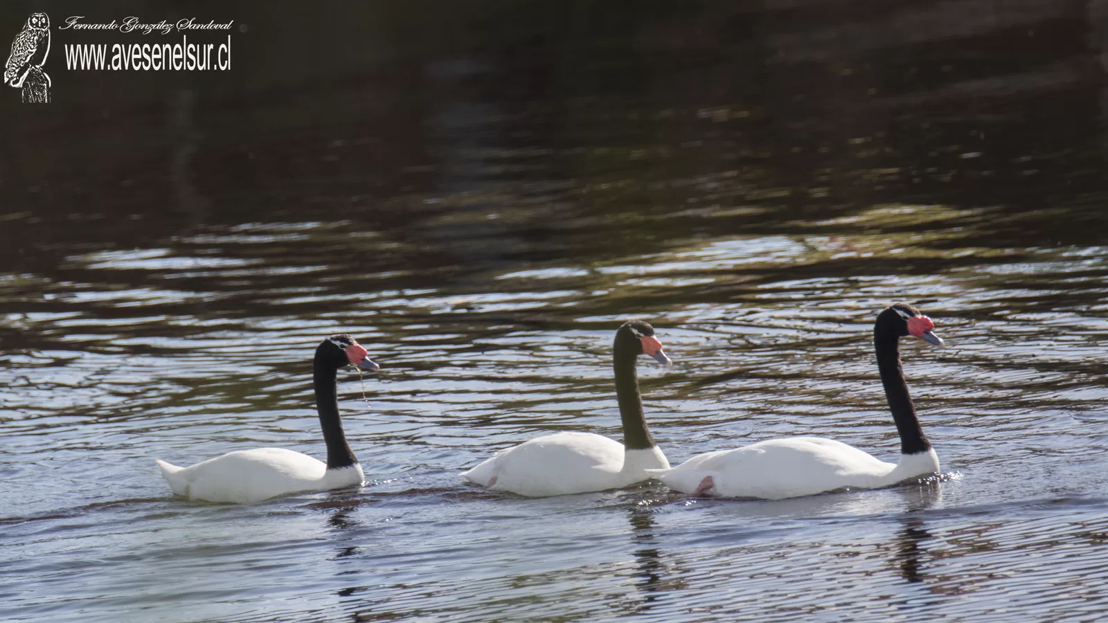 Cisne de cuello negro - Cygnus melancoryphus (Molina) 1782