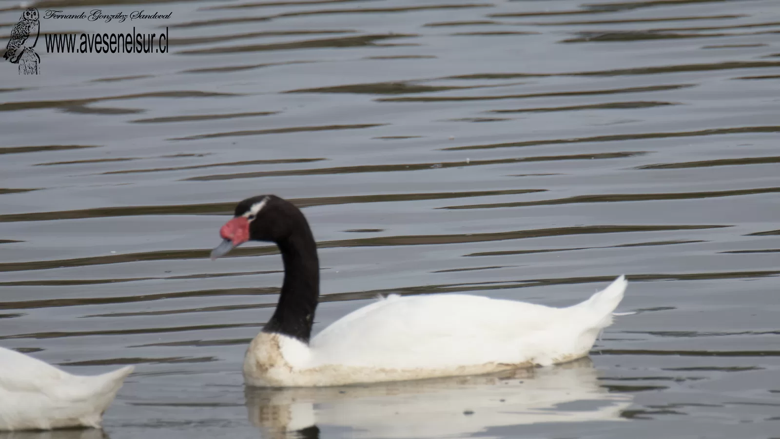 Cisne de cuello negro - Cygnus melancoryphus (Molina) 1782