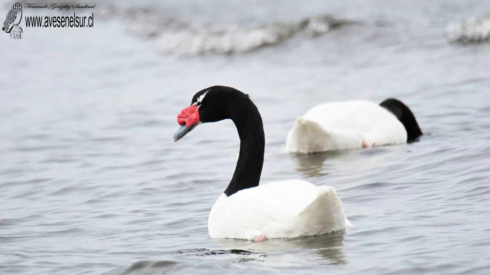 Cisne de cuello negro - Cygnus melancoryphus (Molina) 1782