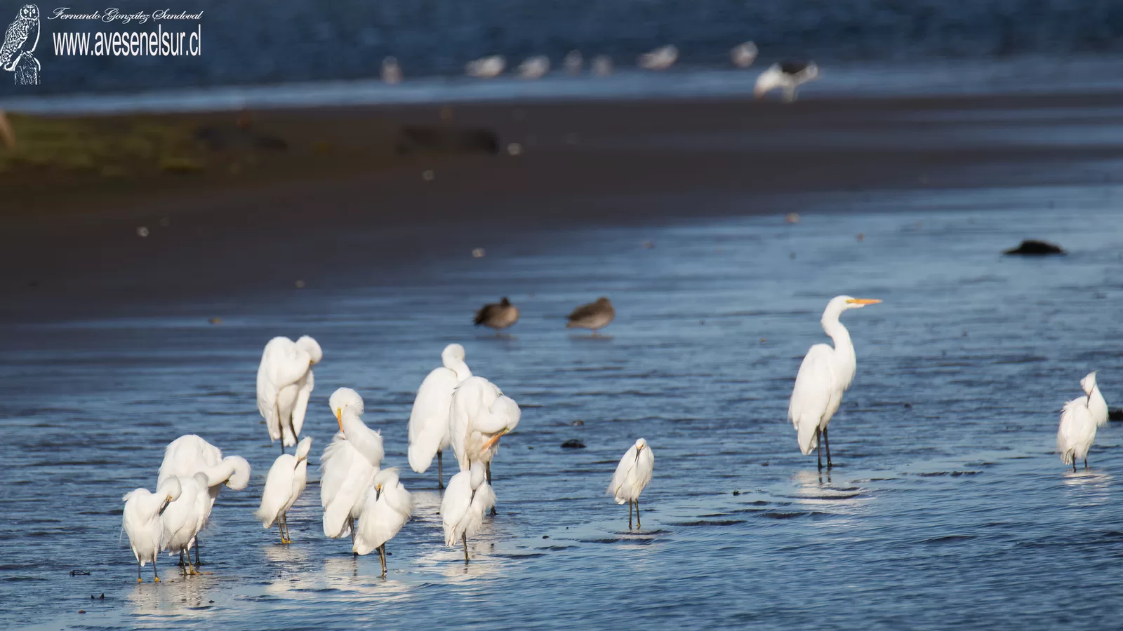Garza chica - Egretta thula (Molina) 1782 // Garza grande - Ardea alba Linnaeus 1758