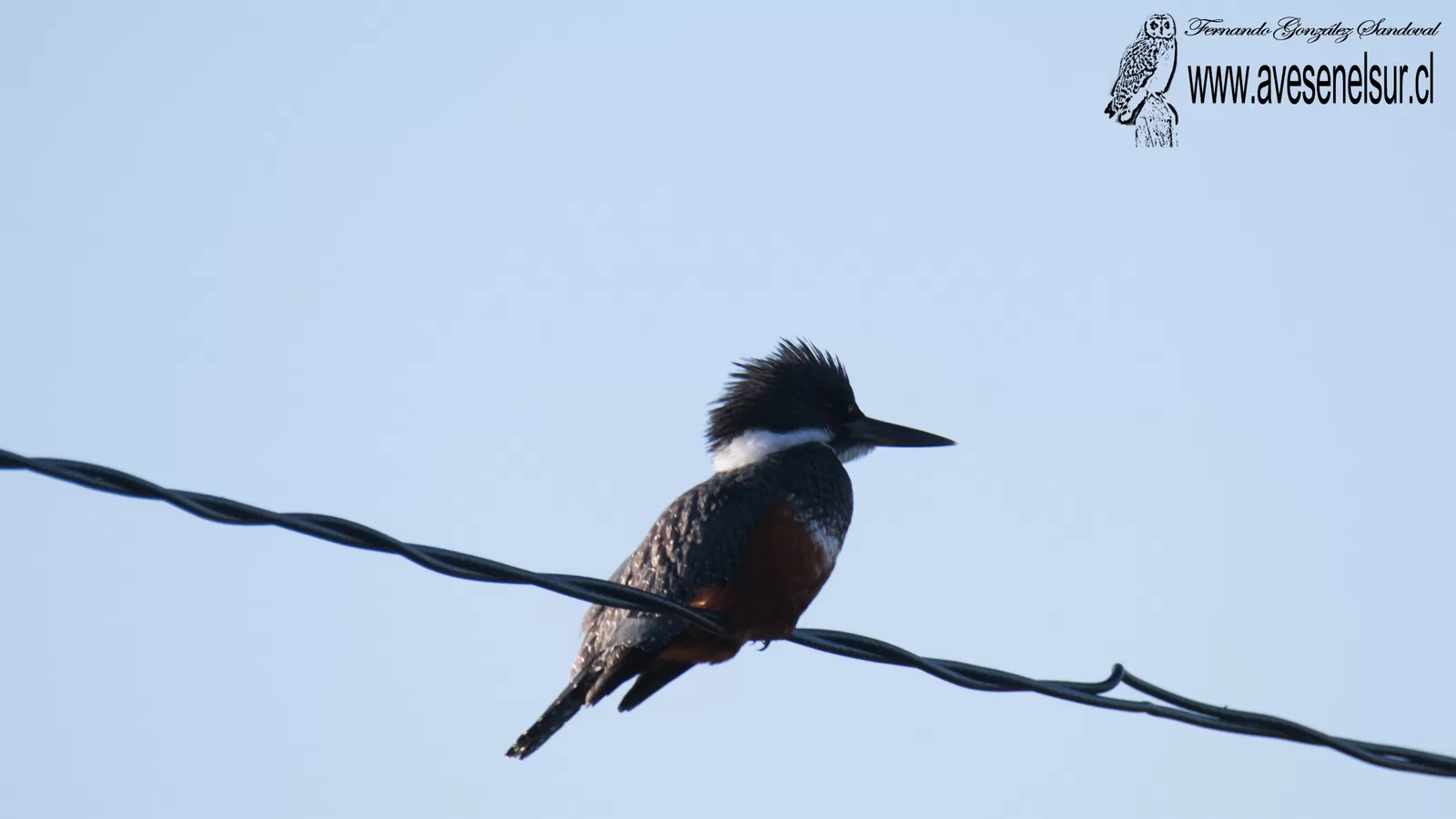 Martin pescador - Megaceryle torquata (Linnaeus) 1766
