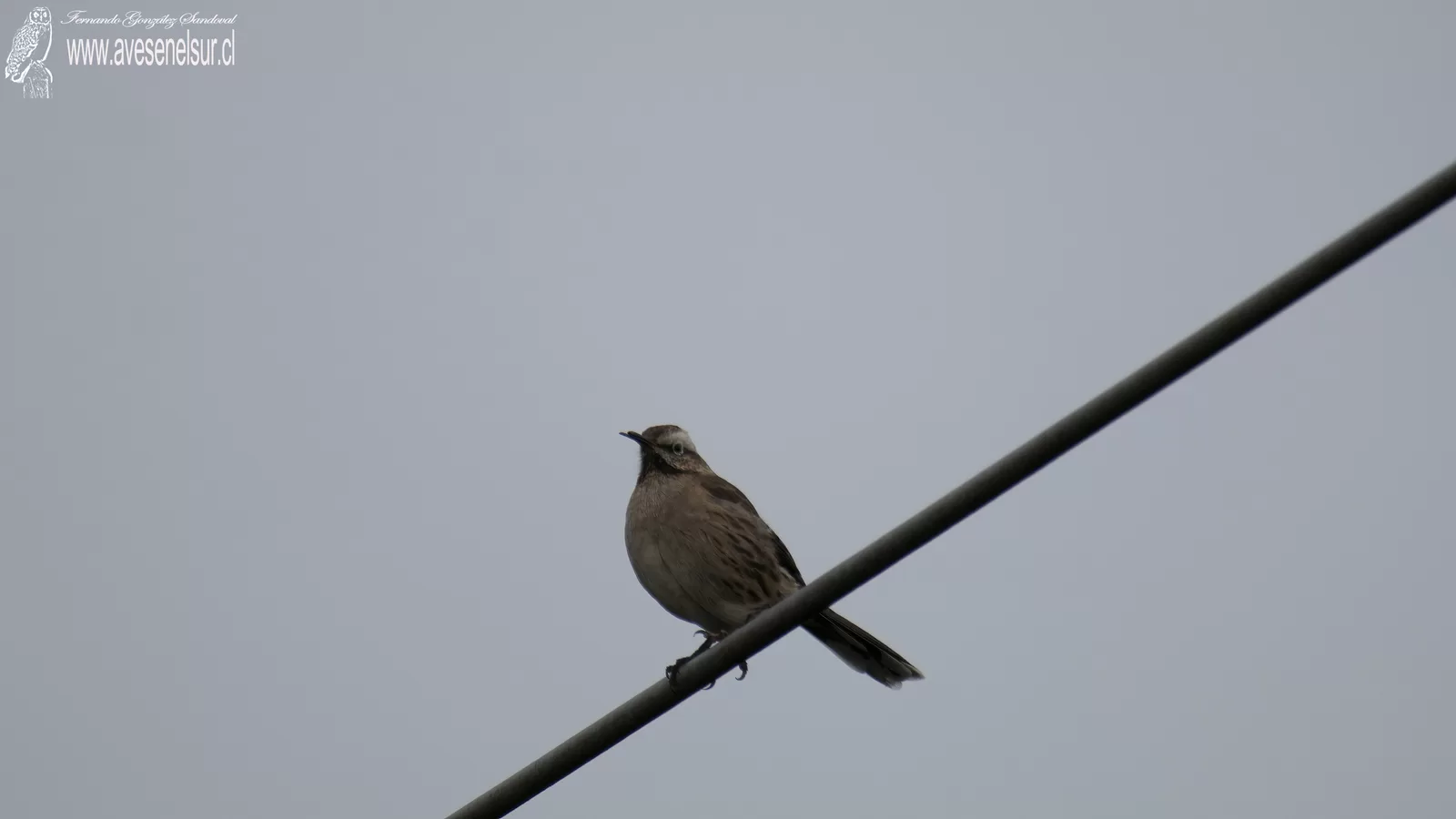 Tenca - Mimus thenca (Molina) 1782