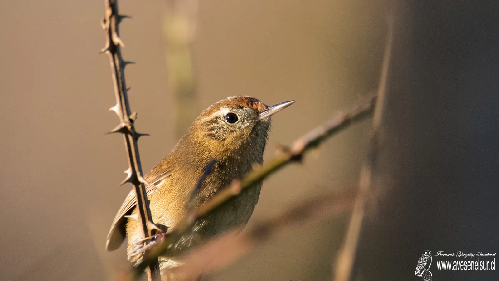 Colilarga - Sylviorthorhynchus desmursii Gay 1845