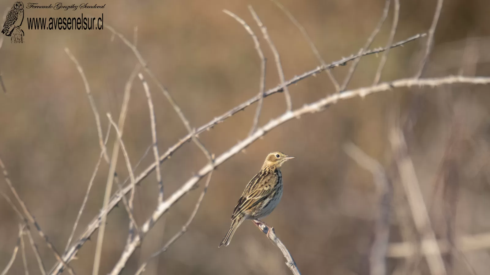 Bailarín chico - Anthus correndera Vieillot 1818