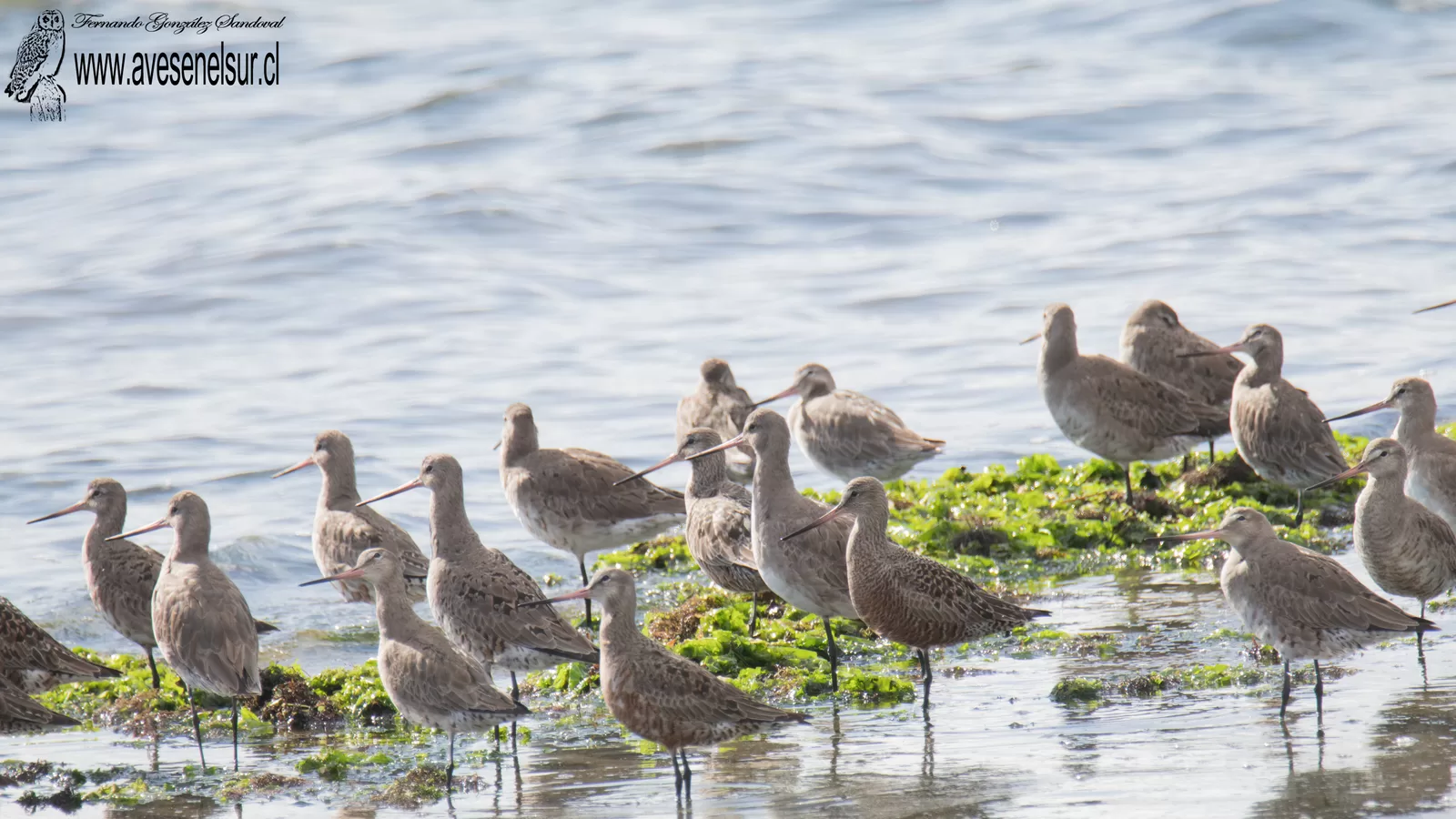 Zarapito de pico recto - Limosa haemastica (Linnaeus) 1758
