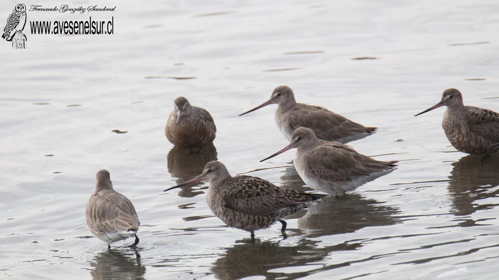 Zarapito de pico recto - Limosa haemastica (Linnaeus) 1758