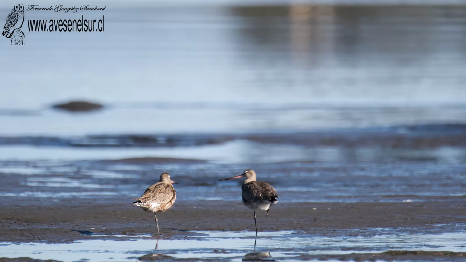 Zarapito de pico recto - Limosa haemastica (Linnaeus) 1758