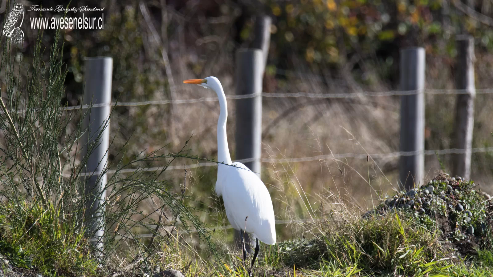 Garza grande - Ardea alba Linnaeus 1758