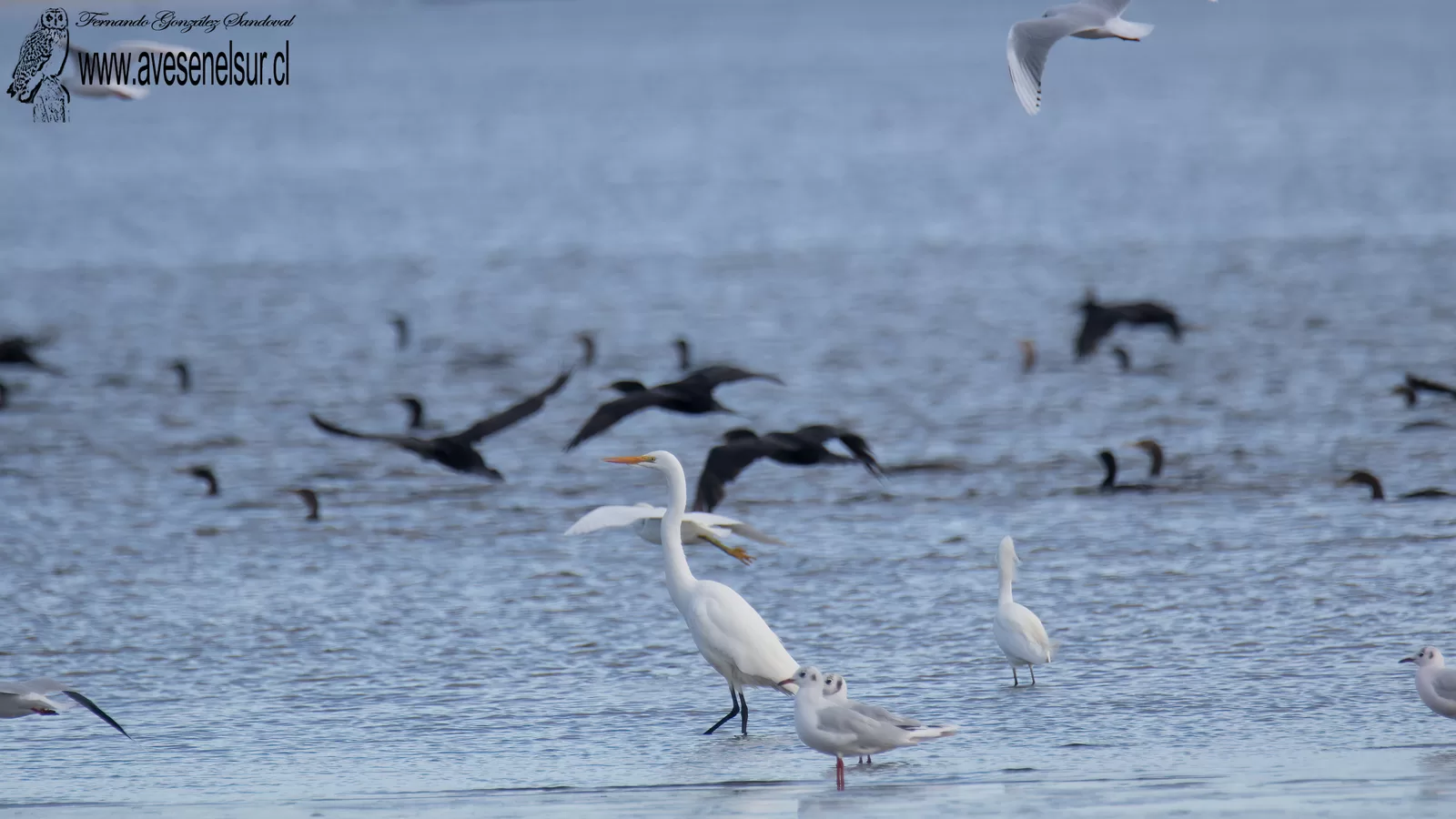 Garza grande - Ardea alba Linnaeus 1758