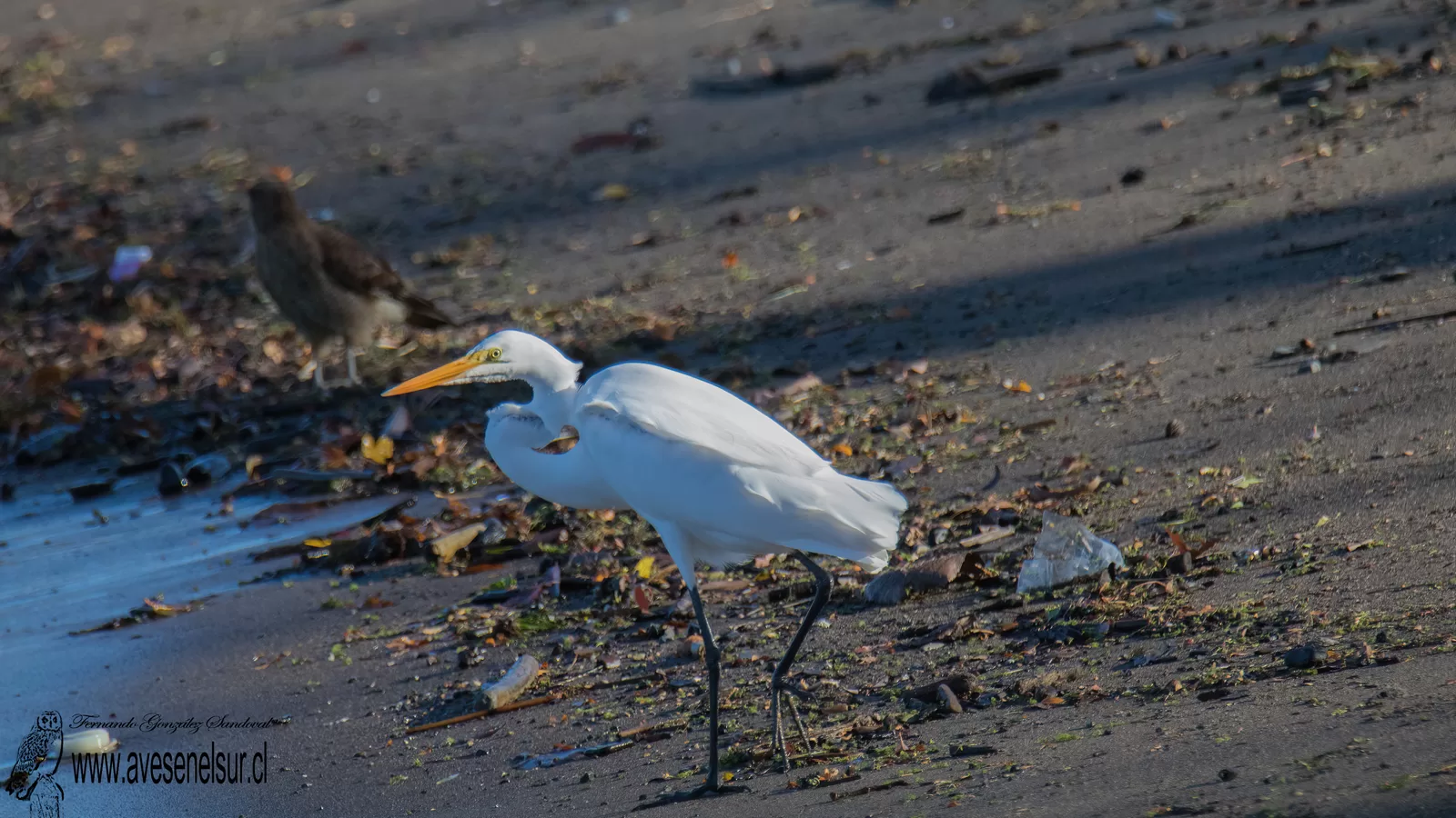 Garza grande - Ardea alba Linnaeus 1758