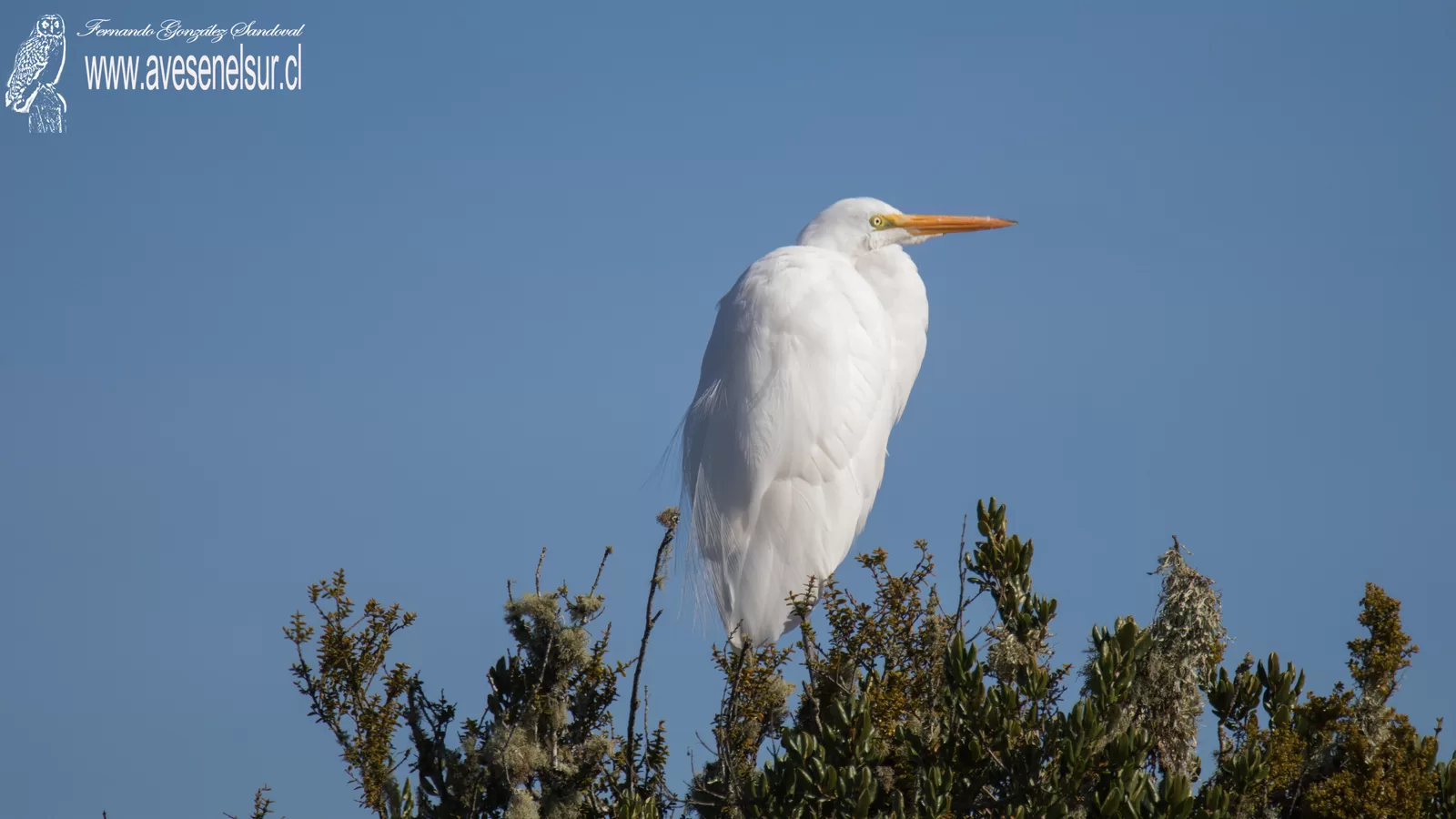 Garza grande - Ardea alba Linnaeus 1758